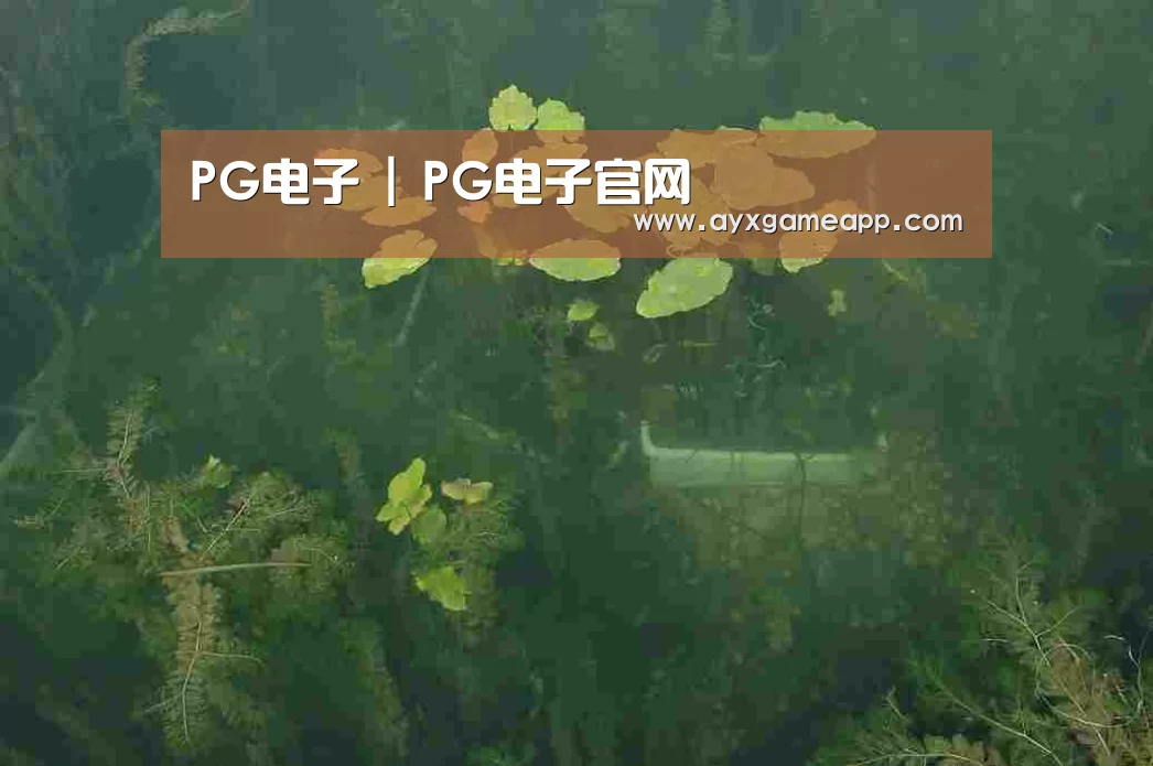 案例展示三